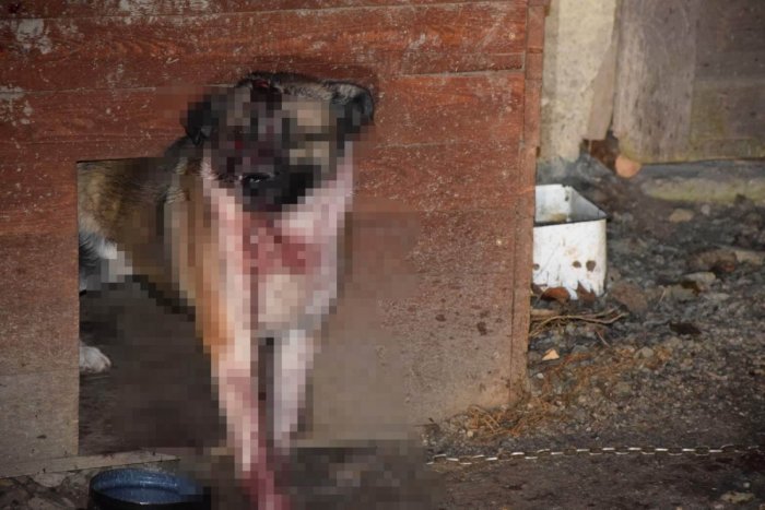 Ilustračný obrázok k článku TÝRANIE, akého sa dopustí len ľudská HYENA: Pes mal doudieranú hlavu