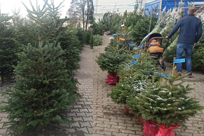 Ilustračný obrázok k článku Plánujete kúpu živého vianočného stromčeka? Veľký PREHĽAD cien a predajní v Nitre