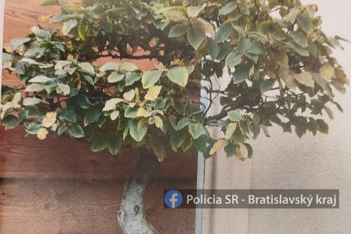 Ilustračný obrázok k článku NEZVYČAJNÁ krádež na Záhorí: Policajti nehľadajú len zlodeja, ale aj 40-ročný strom!