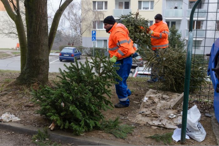 Ilustračný obrázok k článku V Prešove je možné BEZPLATNE odovzdať vianočné stromčeky: Kedy a kde prebehne zber?