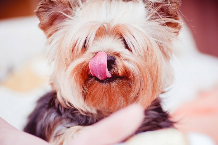 Ilustračný obrázok k článku FAKTY o štvornohých miláčikoch Zvolenčanov: TOP 10 ulíc, kde žije najviac psov