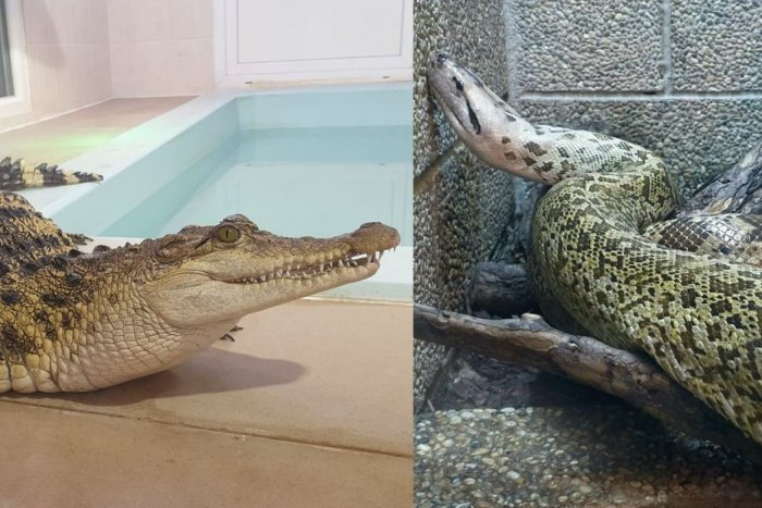 Ilustračný obrázok k článku Neobyčajný zážitok v Nitre: Sledovať môžete kŕmenie obrovských HADOV aj krokodíla!