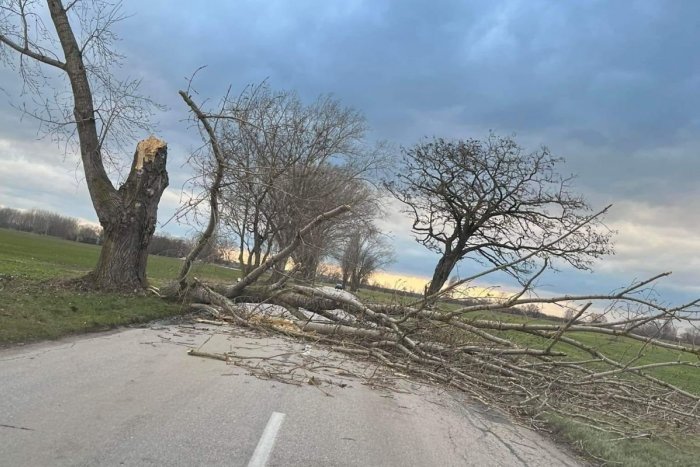 Ilustračný obrázok k článku Silný vietor robí problémy aj v Nitrianskom kraji: Stromy padali rovno na cestu!