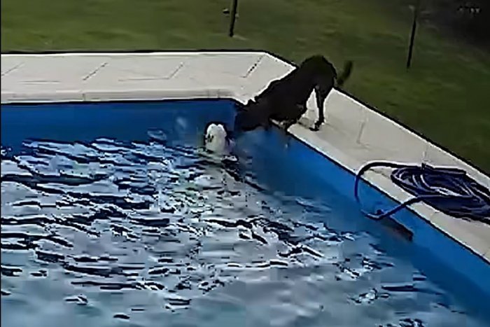 Ilustračný obrázok k článku VIDEO, z ktorého sa tisnú slzy do očí: Slepý pes spadol do bazéna, ZACHRÁNILO ho adoptované šteňa!