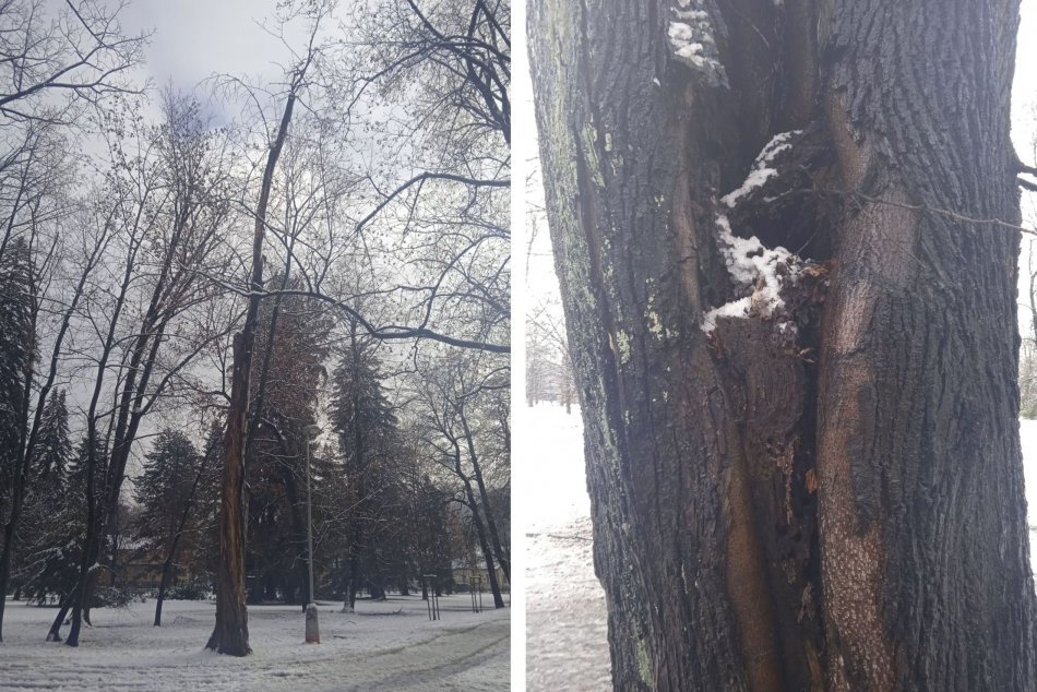 Ilustračný obrázok k článku Mestský park príde o stromy: Bystrica ohlásila VÝRUB, aký je dôvod? FOTO