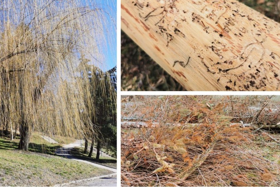 Ilustračný obrázok k článku Zvolenské parky napadol lykožrút: Výrub stromov bol nevyhnutný, tvrdí mesto, FOTO