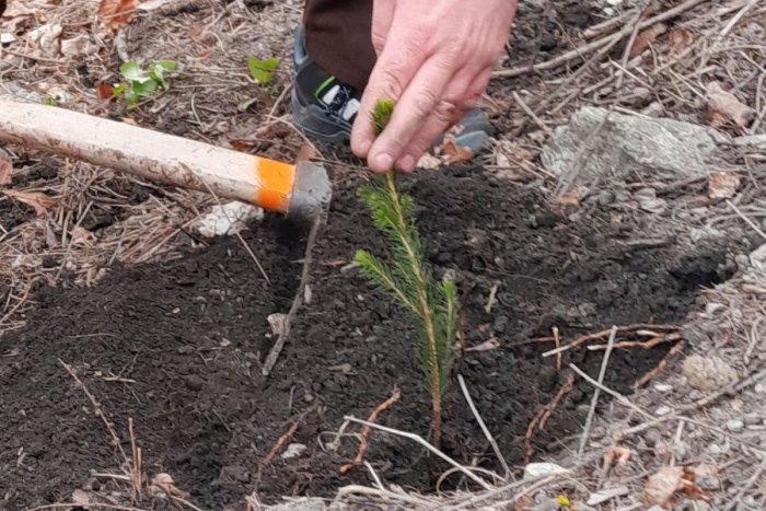 Ilustračný obrázok k článku V lesoch pri Bystrici pribudne vyše 37-tisíc stromčekov: Do výsadby sa zapoja aj žiaci