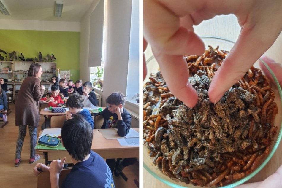 Ilustračný obrázok k článku KONTROVERZNÝ krok základnej školy: Žiaci jedli kobylky a červy priamo na hodine, FOTO