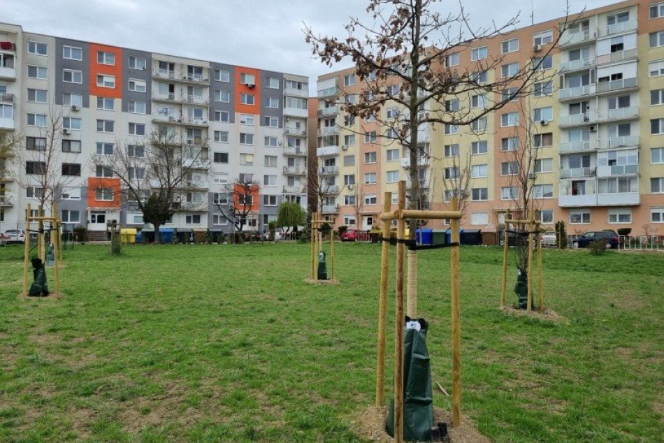 Ilustračný obrázok k článku Užitočná novinka v uliciach: Desiatky stromov dostali špeciálne zavlažovacie vaky