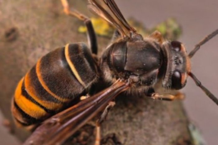 Ilustračný obrázok k článku Slovensku hrozí DESIVÝ scenár: Blíži sa k nám nebezpečný SRŠEŇ, ktorý požiera včely