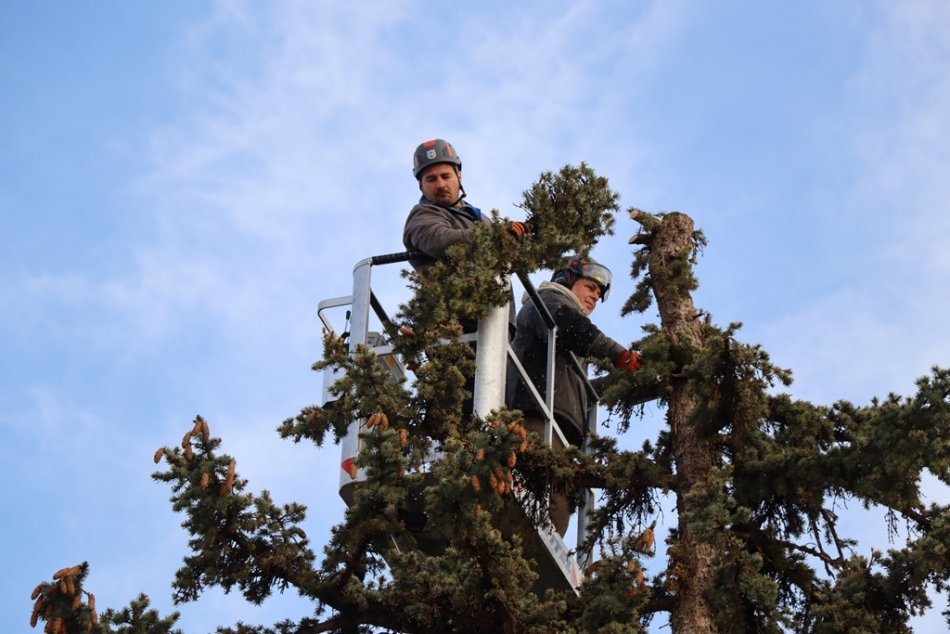 Ilustračný obrázok k článku Počasie vážne POŠKODILO vianočný strom na námestí: Mesto sa ho pokúša ZACHRÁNIŤ