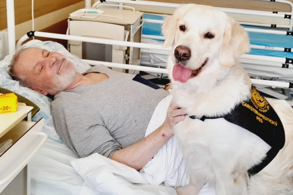 Ilustračný obrázok k článku NOVINKA v nemocnici v Zlatých Moravciach: Pacientom zlepšuje náladu terapeutický pes