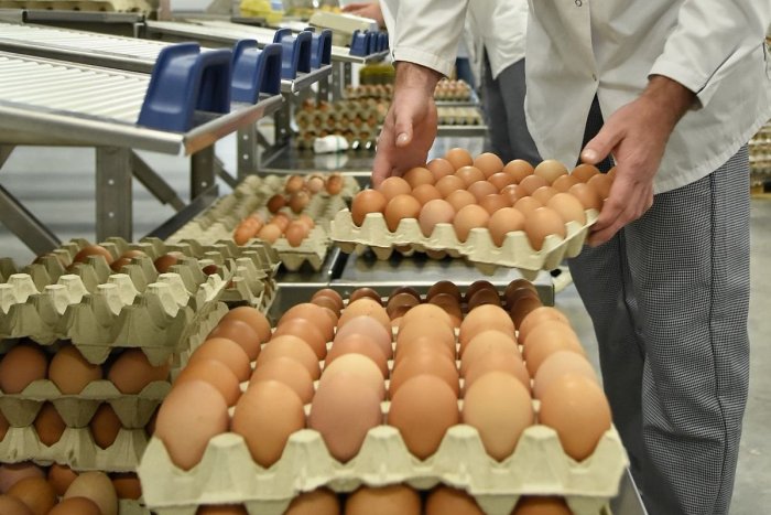 Ilustračný obrázok k článku Cena vajec raketovo STÚPA: Medziročne sme si priplatili o 80 PERCENT viac!
