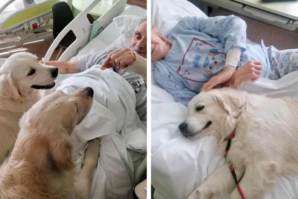 Ilustračný obrázok k článku ZÁBERY, ktoré vám urobia deň: Pacientov v nemocnici rozveselili psí terapeuti, FOTO