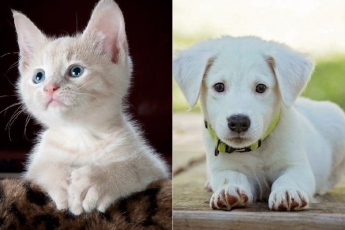 Ilustračný obrázok k článku Budú sa ČIPOVAŤ mačky a šteňatá? Politici chystajú NOVINKY pre chovné zariadenia