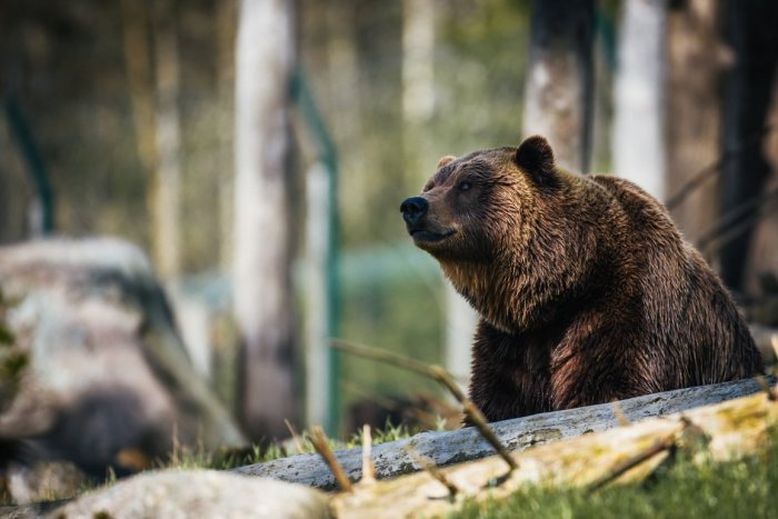 Ilustračný obrázok k článku Buďte OPATRNÍ, začína medvedia ruja: VIEME, čo vám pri napadnutí môže zachrániť ŽIVOT!