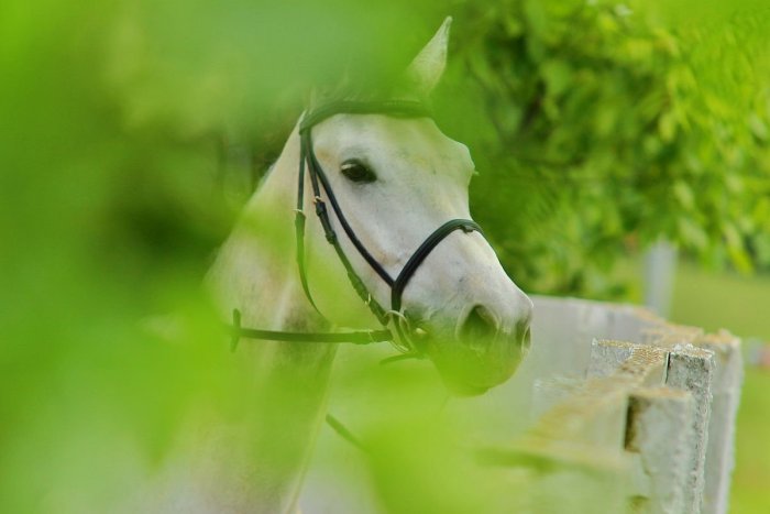 Ilustračný obrázok k článku Skvelá akcia pre milovníkov koní: Jazdecký klub pri Nitre láka na Deň otvorených dverí
