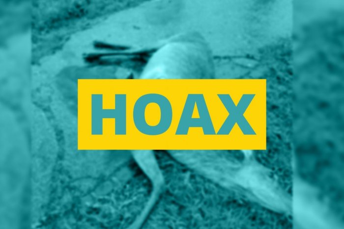 Ilustračný obrázok k článku ÚTOK vlkov pred nemocnicou? Ministerstvo tvrdí, že ide o HOAX, aké má vysvetlenie?