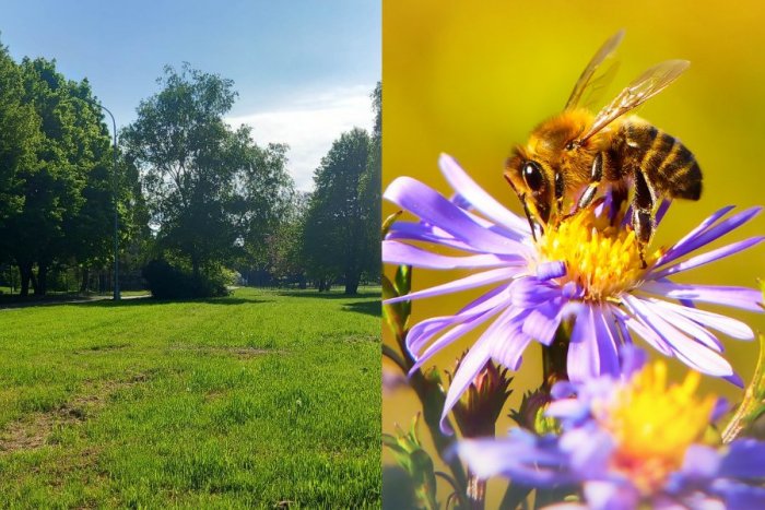 Ilustračný obrázok k článku Areál SPU rozkvitne do krásy: Vzniknú v ňom rozsiahle lúky a včelnica