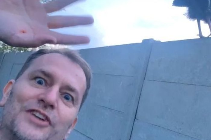 Ilustračný obrázok k článku Matovič zverejnil bizarné VIDEO: Moriačik, chcú ťa ešte vidieť, bavil sa s VTÁKOM na plote