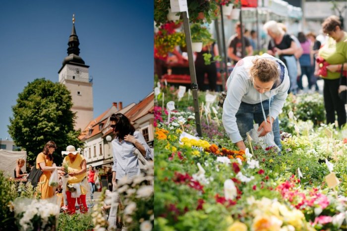 Ilustračný obrázok k článku Do Trnavy prichádza Májový kvet: Mestský trh sa konať NEBUDE