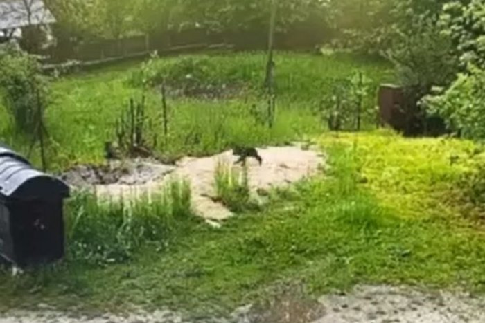 Ilustračný obrázok k článku NEČAKANÝ návštevník zachytený na VIDEU: Medveď bol priamo v areáli školy