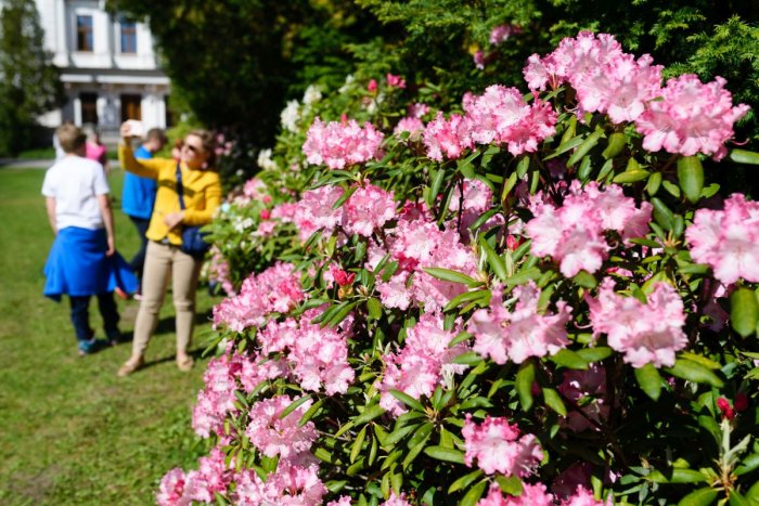 Ilustračný obrázok k článku Vo Zvolene sa naskytne NÁDHERNÝ pohľad: ARBORÉTUM ožije farbami rododendronov