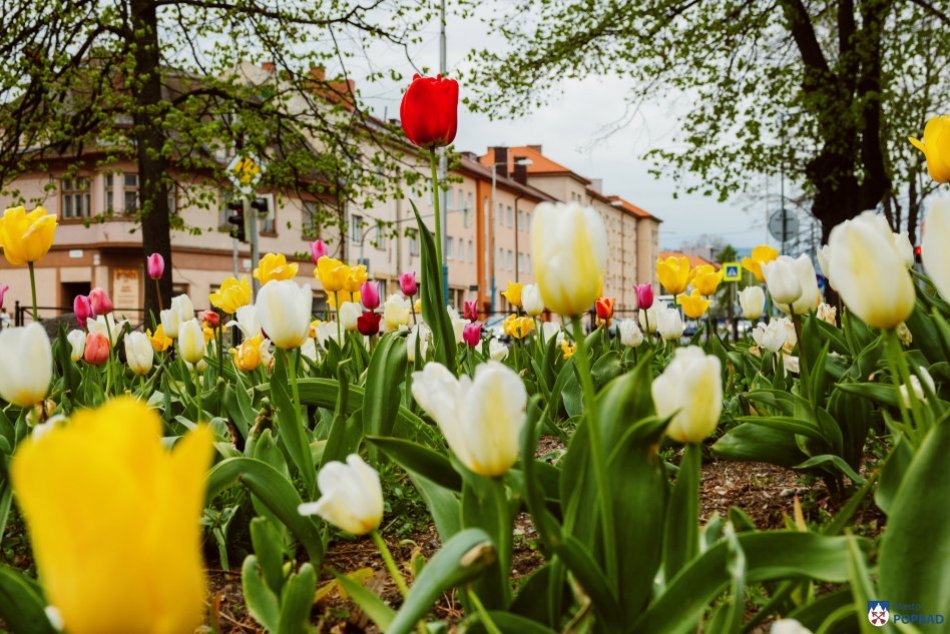 Ilustračný obrázok k článku Poprad už skrášľujú tulipány: Kraľujú farby lososovo ružová, biela i žltá, FOTO