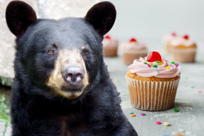 Ilustračný obrázok k článku Chlpatý lupič kradol v pekárni: Medveď si pochutil na desiatkach KOLÁČIKOV
