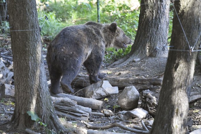 Ilustračný obrázok k článku Medveď si to pri Prievidzi namieril ku rodinným domom: Jahňa ROZTRHAL na kusy!