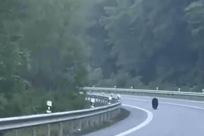 Ilustračný obrázok k článku ŠOK pre vodičov: V úseku Demjata - Raslavice sa potuloval medveď priamo na ceste!