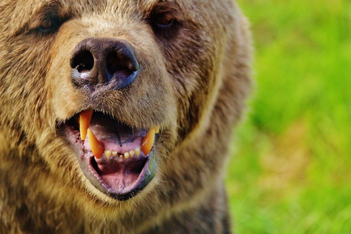 Ilustračný obrázok k článku Obec v Košickom kraji upozorňuje na medveďa v jej okolí: Zdôrazňuje ale, že do prírody patrí