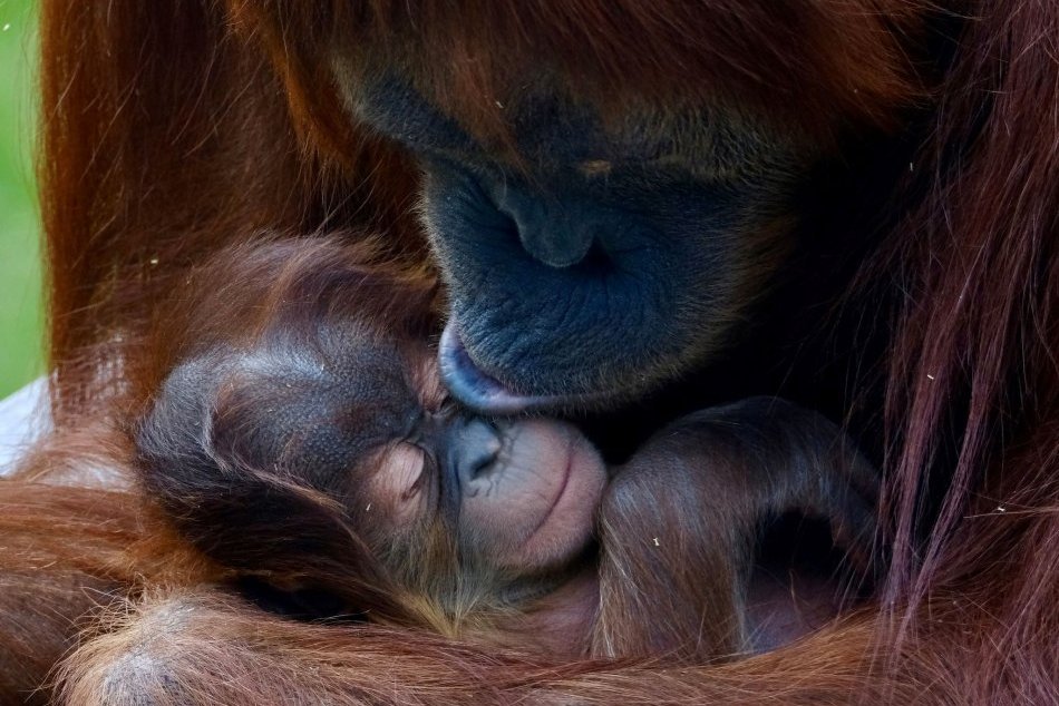 Ilustračný obrázok k článku Radostná udalosť v bratislavskej zoo: POZRITE na toho krásneho orangutana, FOTO