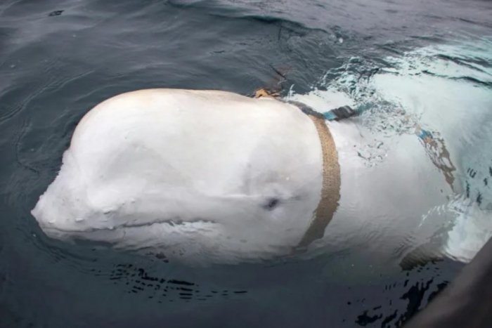 Ilustračný obrázok k článku Veľryba ruskou ŠPIÓNKOU? Objavila sa pri švédskom pobreží a na popruhoch mala KAMERU!