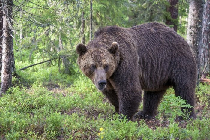 Ilustračný obrázok k článku V Detve majú medveďa blízko domov už KAŽDÝ deň: Primátor žiada o regulovaný odstrel