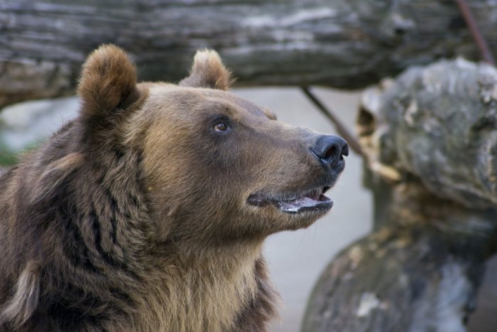 Ilustračný obrázok k článku Odstránia PROBLÉM s medveďmi fotopasce? Starosta podpolianskej obce má iné RIEŠENIE