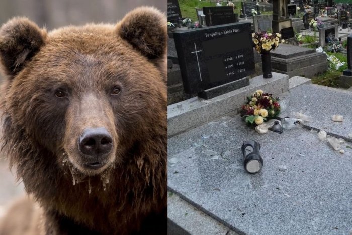 Ilustračný obrázok k článku Medveď, ktorý vyčíňal na ružomberskom cintoríne, to má ZRÁTANÉ: Odchytili ho a usmrtili