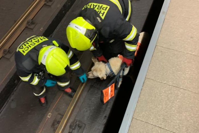 Ilustračný obrázok k článku HRÔZA v českom metre! Nevidiace dievča s vodiacim psom SPADLI pred prichádzajúci vlak