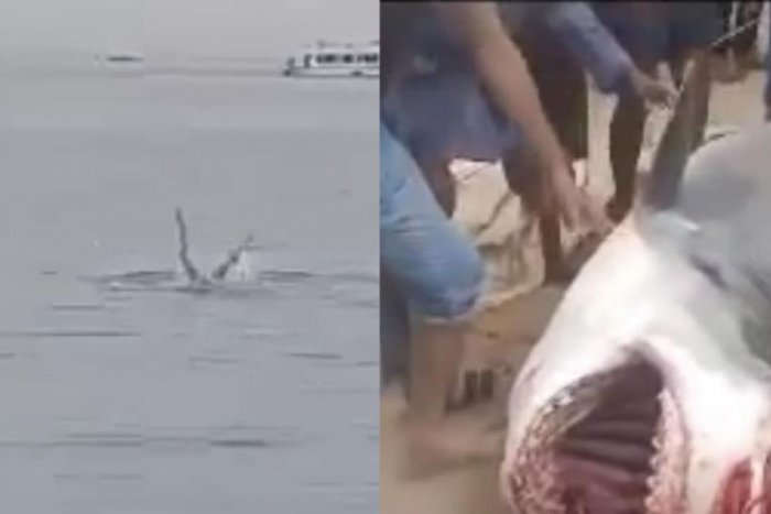 Ilustračný obrázok k článku Krvavý MASAKER v Hurghade: Muža kúsok od pláže roztrhal žralok, ďalší je zranený