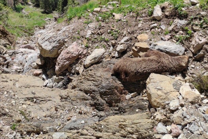 Ilustračný obrázok k článku Zahynula zrejme po páde lavínovým žľabom: V Tatrách našli bezvládne telo medvedice