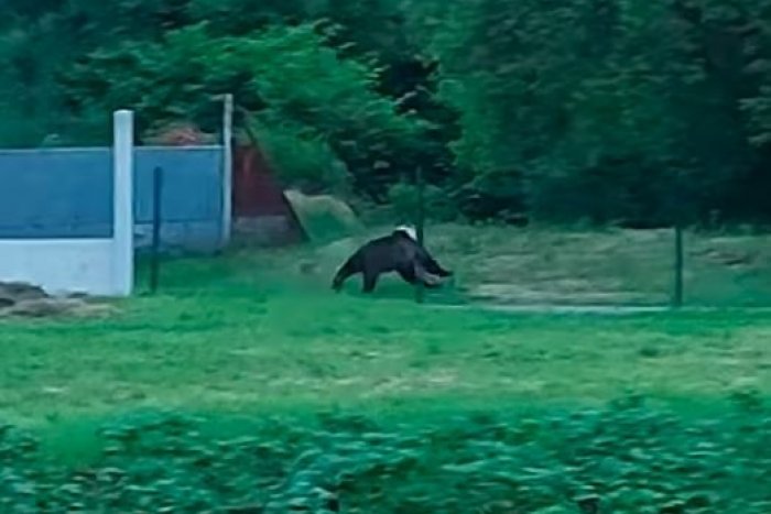Ilustračný obrázok k článku VYDESENÍ obyvatelia Detvy: Medveď im bežal PRIAMO pod oknami! VIDEO