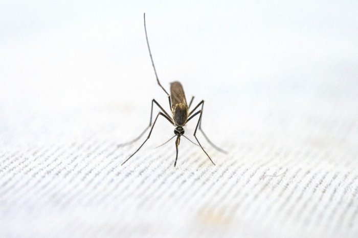 Ilustračný obrázok k článku Zavládne na Slovensku PANIKA a obavy? Odborníci predpokladajú INVÁZIU komárov!