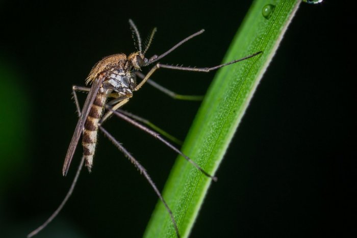 Ilustračný obrázok k článku Čaká nás bzučanie a štípance: Na Slovensko môžu doraziť nové INVAZÍVNE druhy komárov