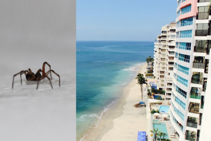 Ilustračný obrázok k článku Strašná SMRŤ v obľúbenom letovisku: Muža uhryzol pavúk, ZOMREL v hotelovej izbe!