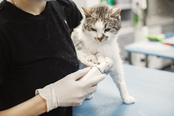 Ilustračný obrázok k článku Veterinári z Nitry riešili neuveriteľný prípad: Mačka si celý život so sebou niesla súrodenca