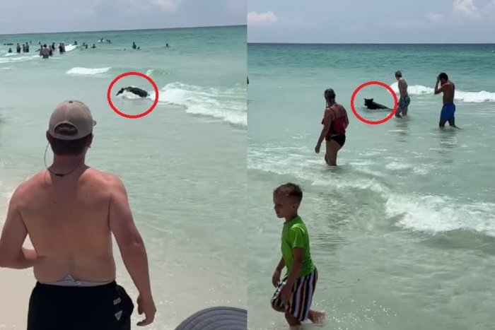 Ilustračný obrázok k článku Dovolenkári nechápali: Z vody sa odrazu vynoril MEDVEĎ a uháňal po pláži, VIDEO