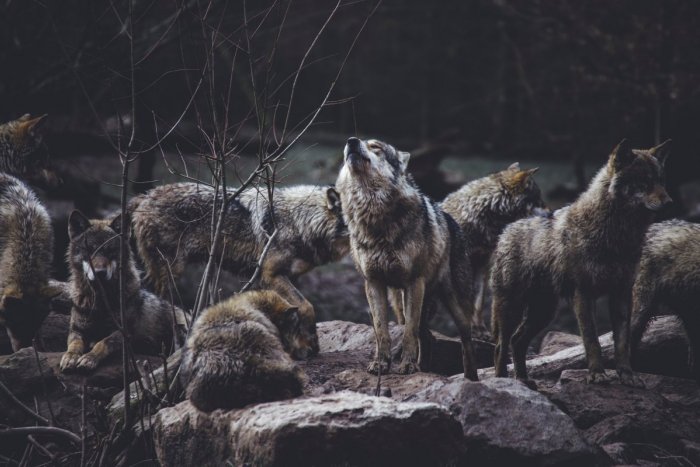Ilustračný obrázok k článku Na Orave VYČÍŇALI vlky: Vtrhli na salaš, zaútočili na stádo oviec a takmer sto ich ZABILI