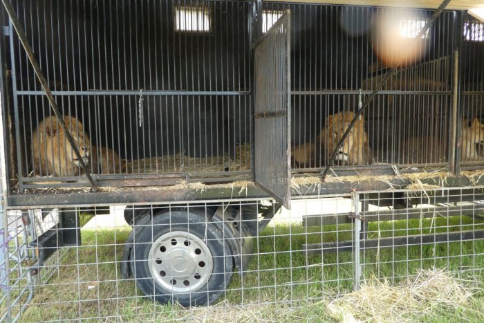 Ilustračný obrázok k článku Naposledy bol s nimi v Stropkove: Majiteľa cirkusu obvinili za protiprávne držanie levov