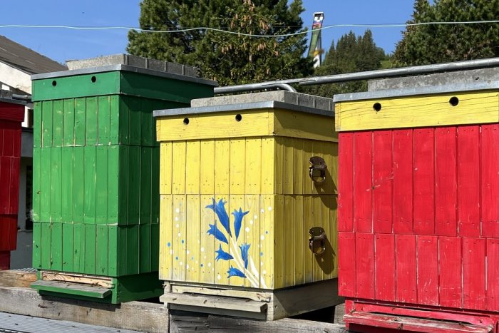 Ilustračný obrázok k článku Unikátny chov na streche v Tatrách pokračuje: Včely makajú, aby hostia mali med na raňajky