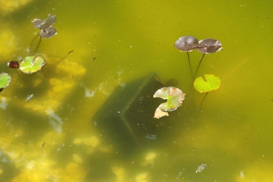 Ilustračný obrázok k článku OTRASNÉ správanie niektorých ľudí: Jazierko pre žaby v mestskom parku pre VANDALIZMUS ohradia